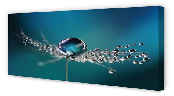 Tablouri canvas Picături păpădie macro