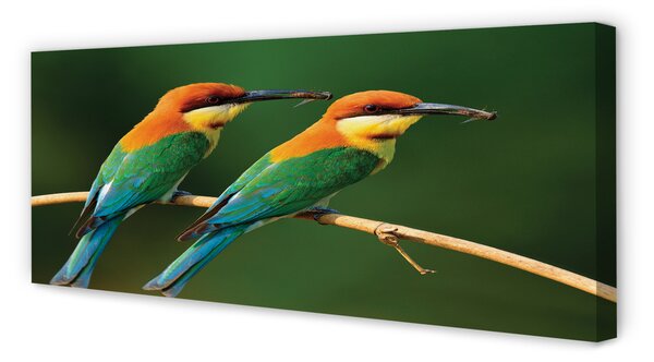 Tablouri canvas papagal colorat de pe o ramură