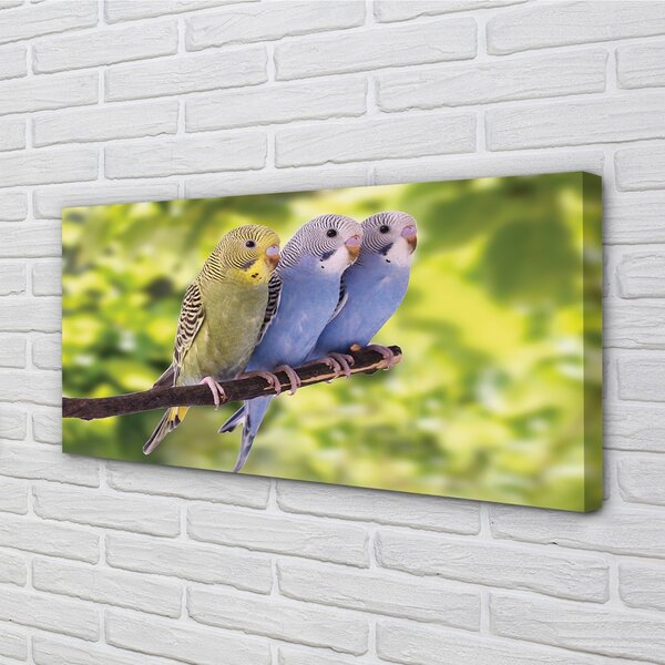 Tablouri canvas papagal colorat de pe o ramură