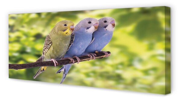 Tablouri canvas papagal colorat de pe o ramură