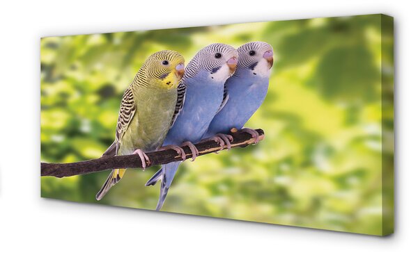 Tablouri canvas papagal colorat de pe o ramură