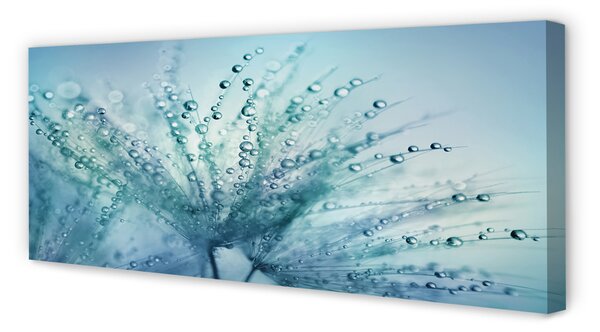 Tablouri canvas Picături păpădie macro
