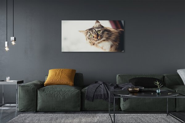 Tablouri canvas Maine Coon Cat