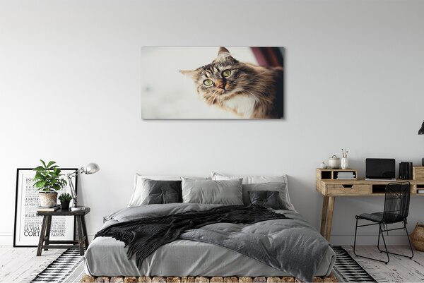 Tablouri canvas Maine Coon Cat