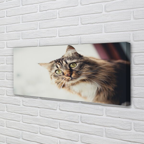 Tablouri canvas Maine Coon Cat