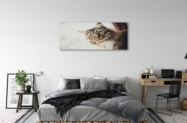 Tablouri canvas Maine Coon Cat
