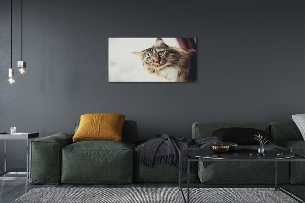 Tablouri canvas Maine Coon Cat