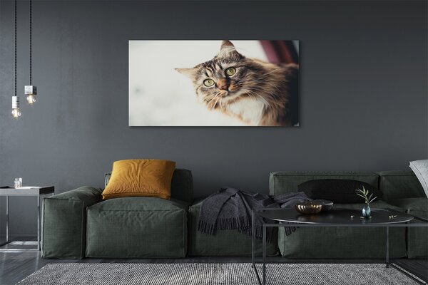 Tablouri canvas Maine Coon Cat