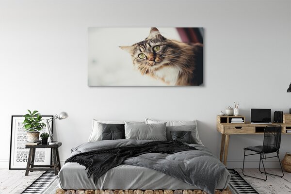 Tablouri canvas Maine Coon Cat