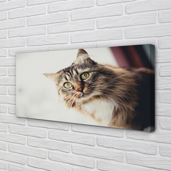 Tablouri canvas Maine Coon Cat