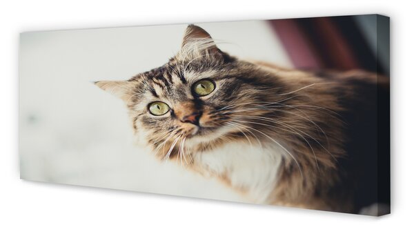 Tablouri canvas Maine Coon Cat