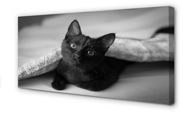Tablouri canvas Cat sub pătură