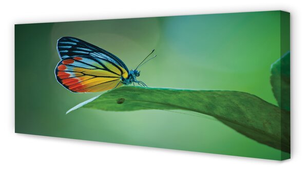 Tablouri canvas frunze fluture colorat