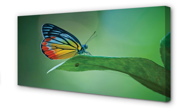 Tablouri canvas frunze fluture colorat