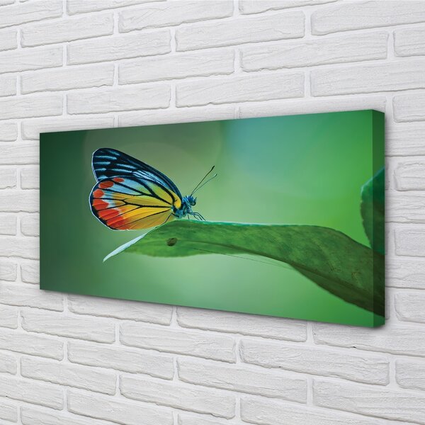 Tablouri canvas frunze fluture colorat