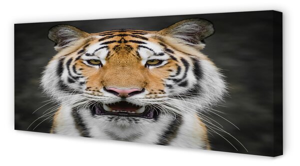 Tablouri canvas Tigru