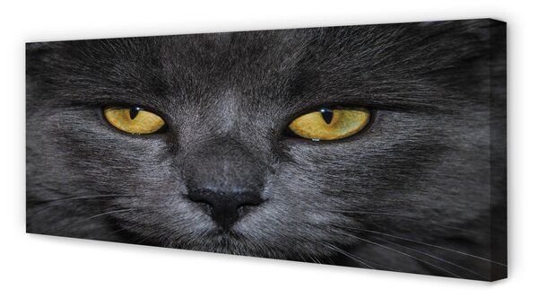 Tablouri canvas Pisica neagra