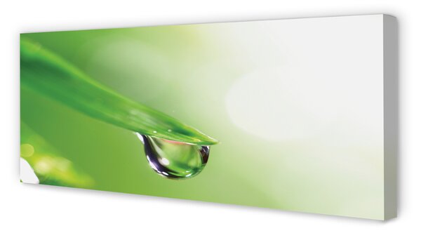 Tablouri canvas Picătură frunze de soare