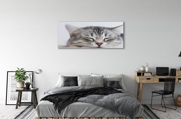 Tablouri canvas pisică somnoros