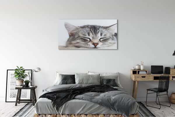 Tablouri canvas pisică somnoros