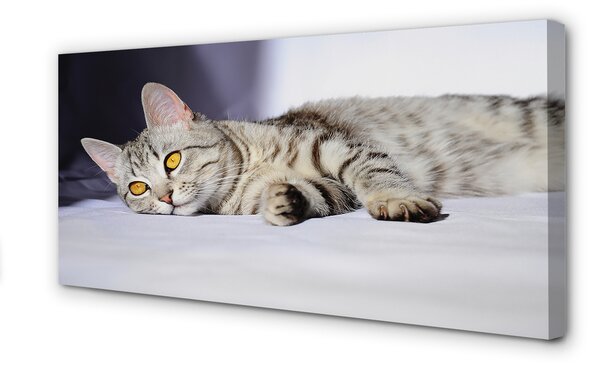Tablouri canvas situată pisica