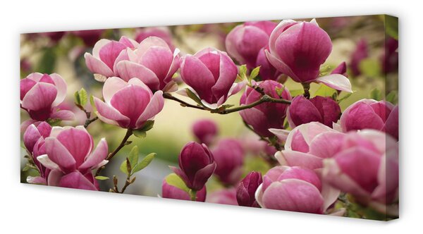 Tablouri canvas flori de copac