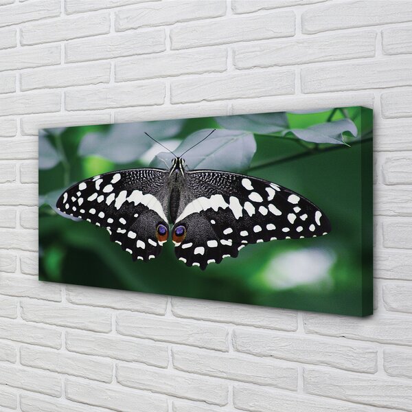 Tablouri canvas frunze fluture colorate