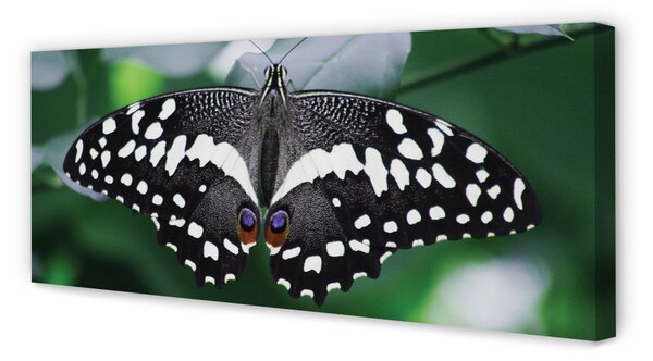 Tablouri canvas frunze fluture colorate