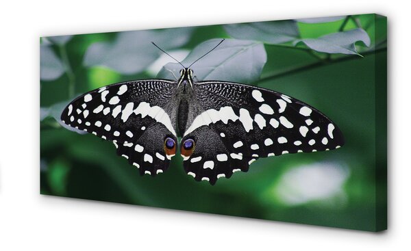 Tablouri canvas frunze fluture colorate