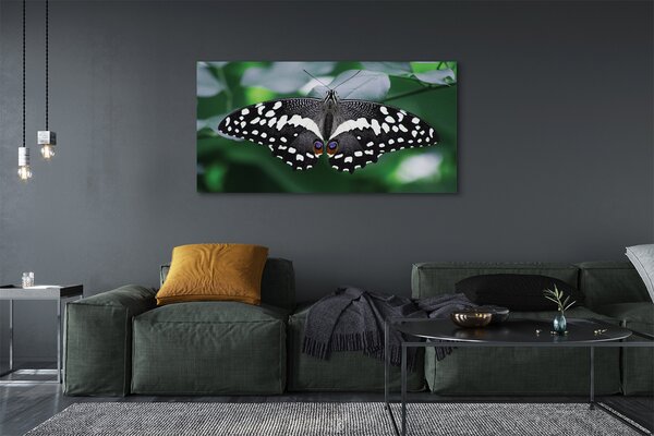 Tablouri canvas frunze fluture colorate
