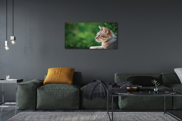 Tablouri canvas cauta pisica