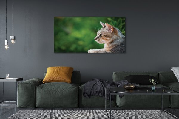 Tablouri canvas cauta pisica