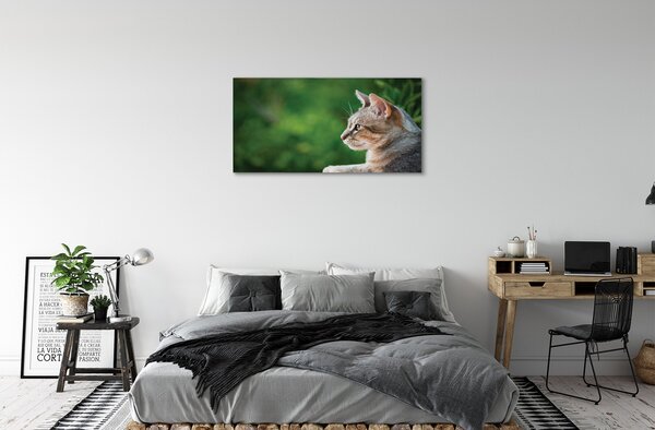 Tablouri canvas cauta pisica