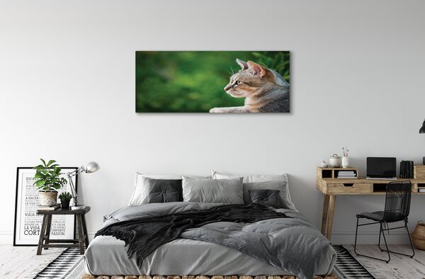 Tablouri canvas cauta pisica