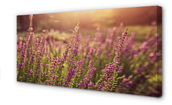 Tablouri canvas câmp Heather