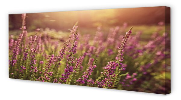 Tablouri canvas câmp Heather