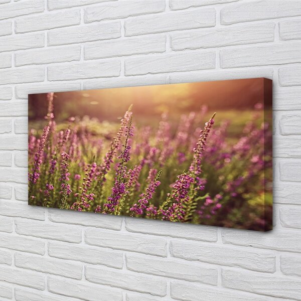 Tablouri canvas câmp Heather