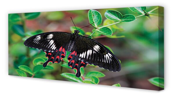 Tablouri canvas Frunze fluture colorat