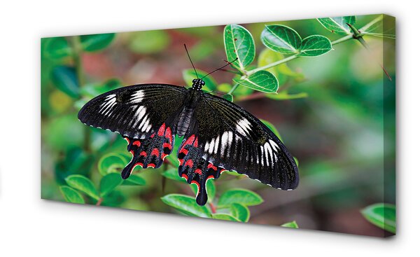 Tablouri canvas Frunze fluture colorat