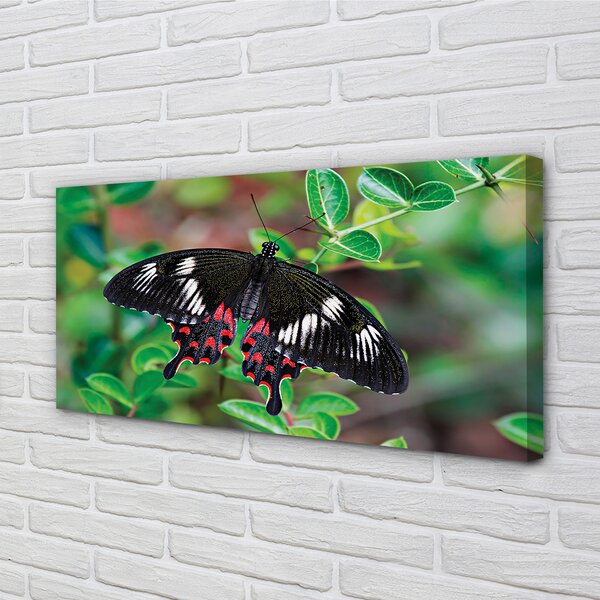 Tablouri canvas Frunze fluture colorat