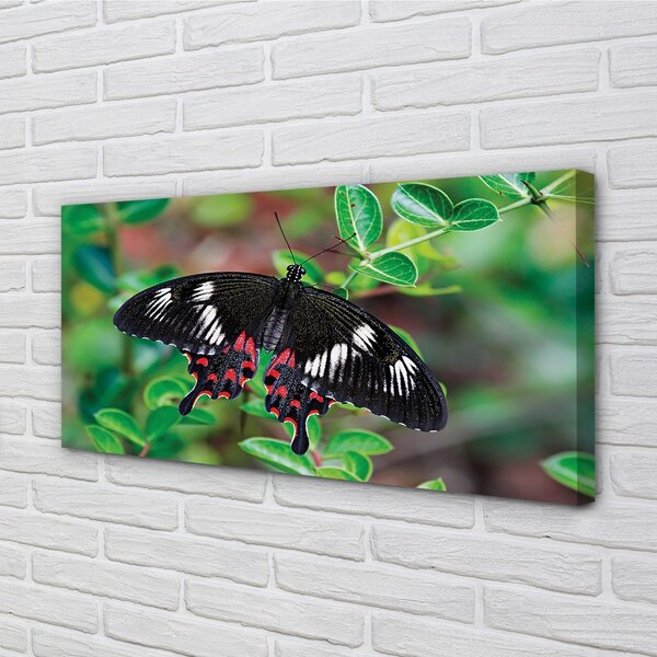 Tablouri canvas Frunze fluture colorat