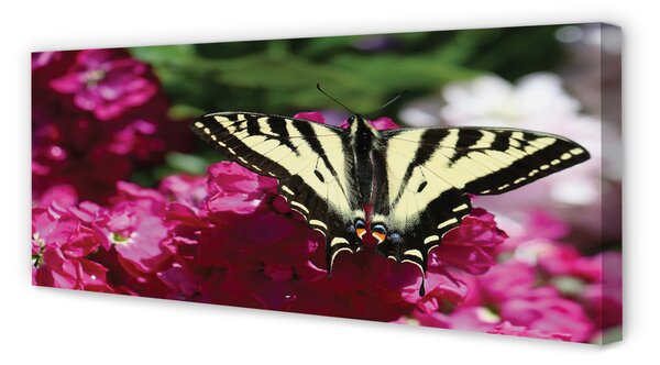 Tablouri canvas flori fluture