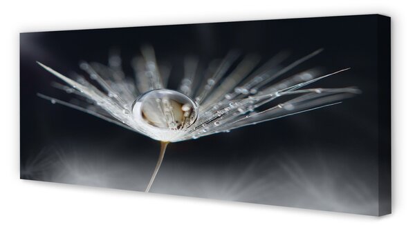 Tablouri canvas Picătură păpădie macro