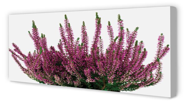 Tablouri canvas Heathers