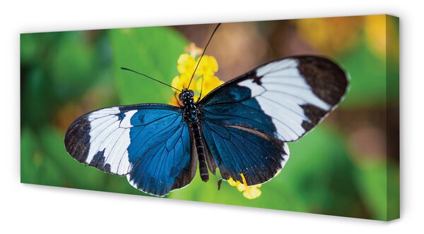 Tablouri canvas fluture colorat pe flori