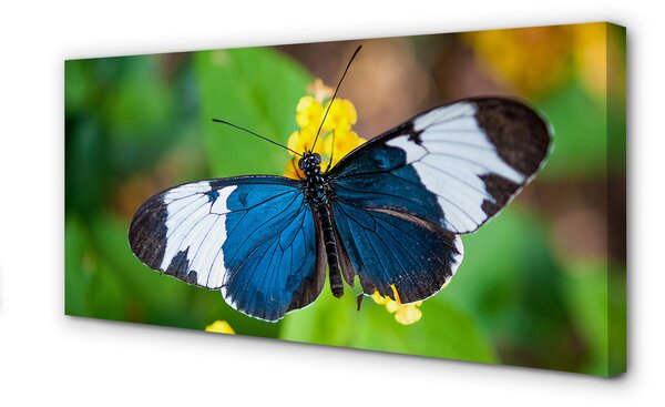 Tablouri canvas fluture colorat pe flori
