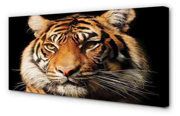 Tablouri canvas Tigru