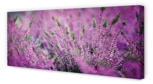 Tablouri canvas Heathers câmp