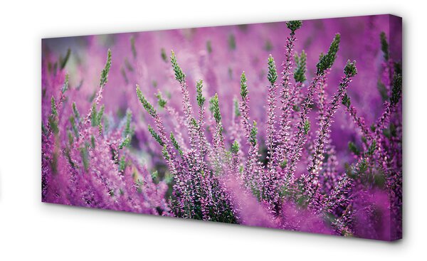 Tablouri canvas Heathers câmp