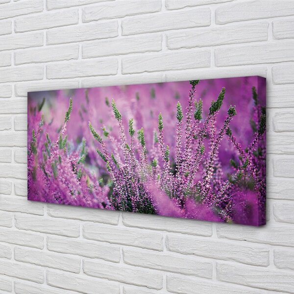 Tablouri canvas Heathers câmp
